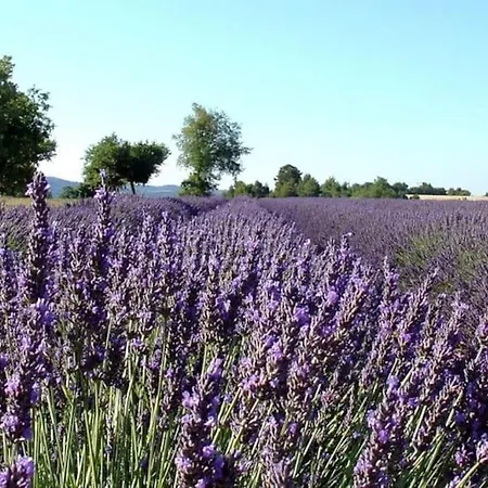 Le Vieil Olivier 2 Hébergement de vacances Cornillon